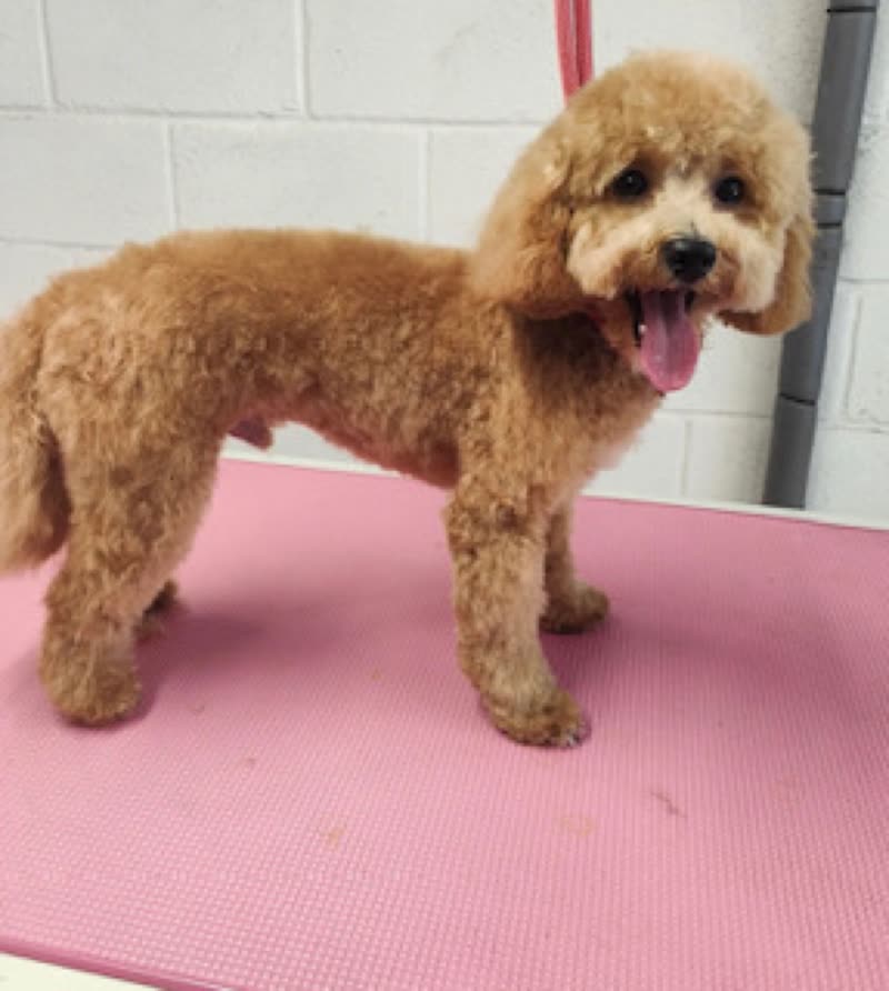 A freshly groomed apricot cockapoo on the grooming mat against the salon's white brick wall